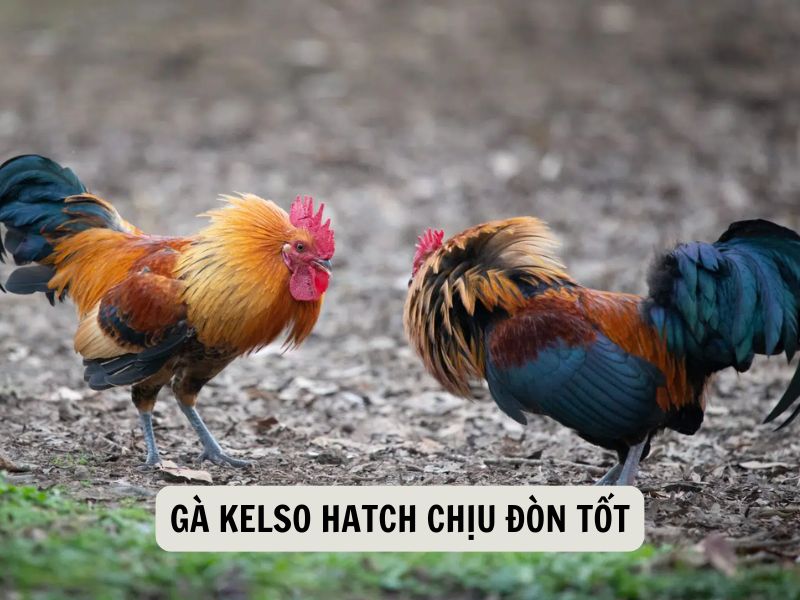 Gà Kelso Hatch Chịu Đòn Tốt