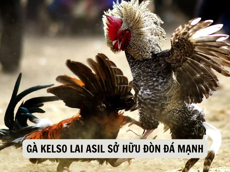Gà Kelso Lai Asil Sở Hữu Đòn Đá Mạnh
