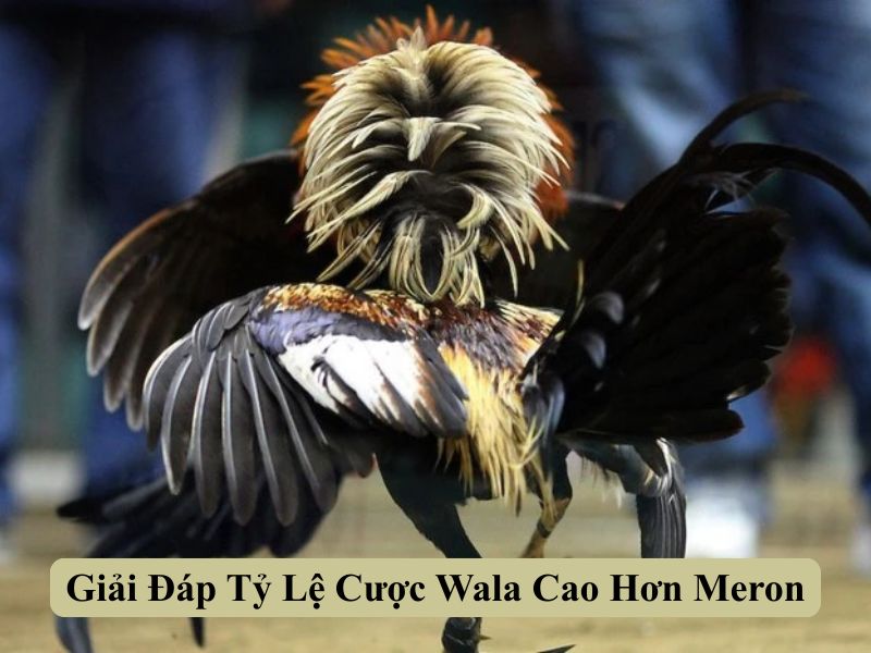 Giải Đáp Tỷ Lệ Cược Wala Cao Hơn Meron