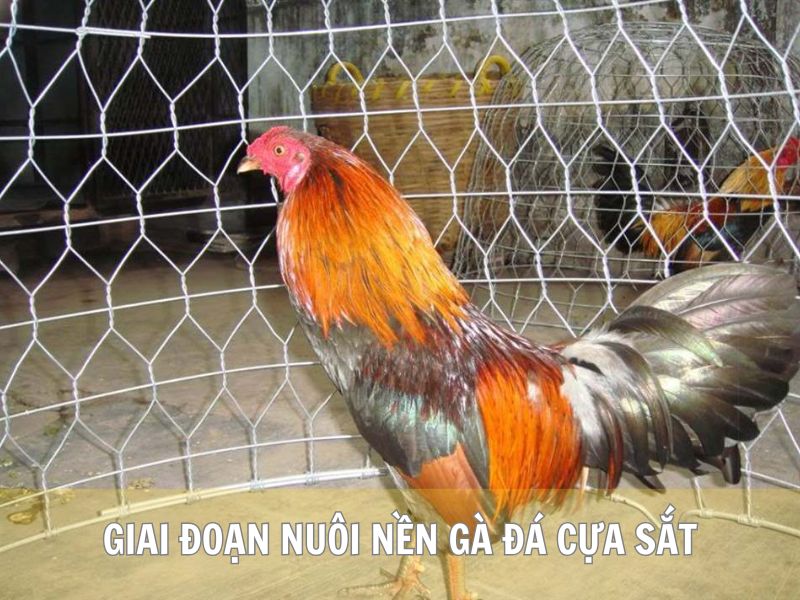 Giai Đoạn Nuôi Nền Gà Đá Cựa Sắt