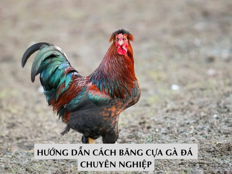 Hướng Dẫn Cách Băng Cựa Gà Đá Chuyên Nghiệp