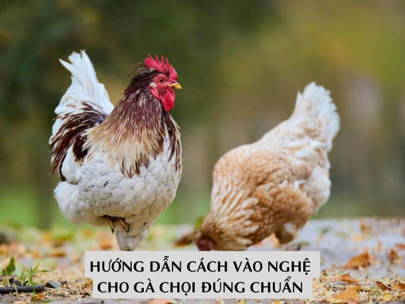 Hướng Dẫn Cách Vào Nghệ Cho Gà Chọi Đúng Chuẩn 