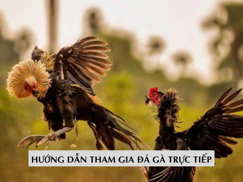 Hướng Dẫn Tham Gia Đá Gà Trực Tiếp 