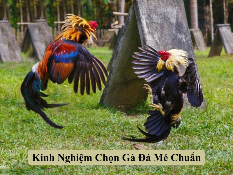 Kinh Nghiệm Chọn Gà Đá Mé Chuẩn