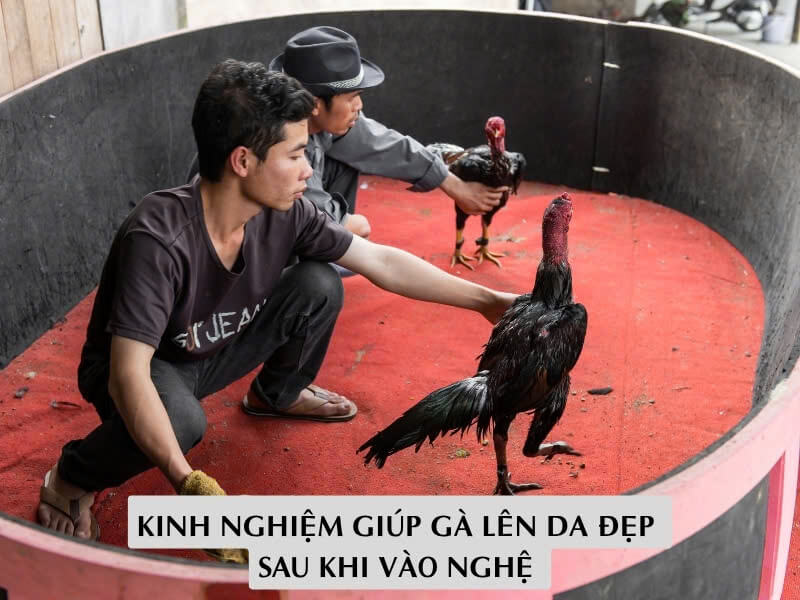 Kinh Nghiệm Giúp Gà Lên Da Đẹp Sau Khi Vào Nghệ 