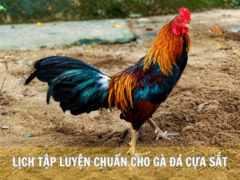 Lịch Tập Luyện Chuẩn Cho Gà Đá Cựa Sắt