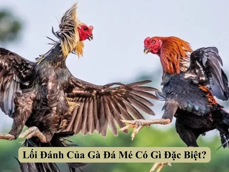 Lối Đánh Của Gà Đá Mé Có Gì Đặc Biệt?