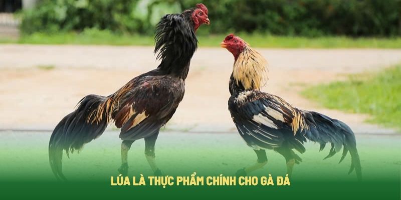 Cho gà đá ăn gì để sung không thể bỏ qua thức ăn chính là lúa