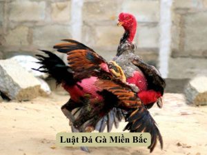 Luật Đá Gà Miền Bắc