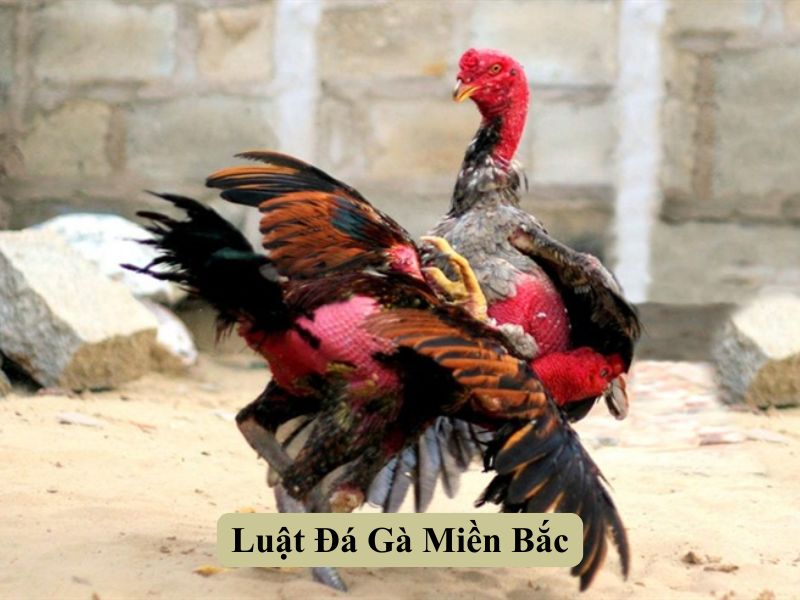 Luật Đá Gà Miền Bắc
