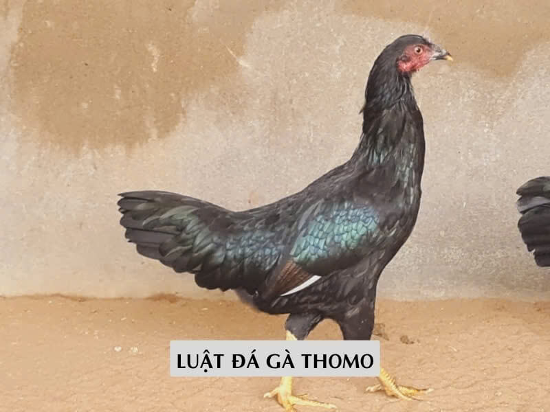 Luật Đá Gà Thomo