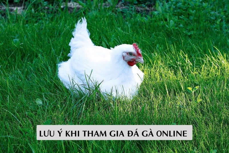 Lưu Ý Khi Tham Gia Đá Gà Online 