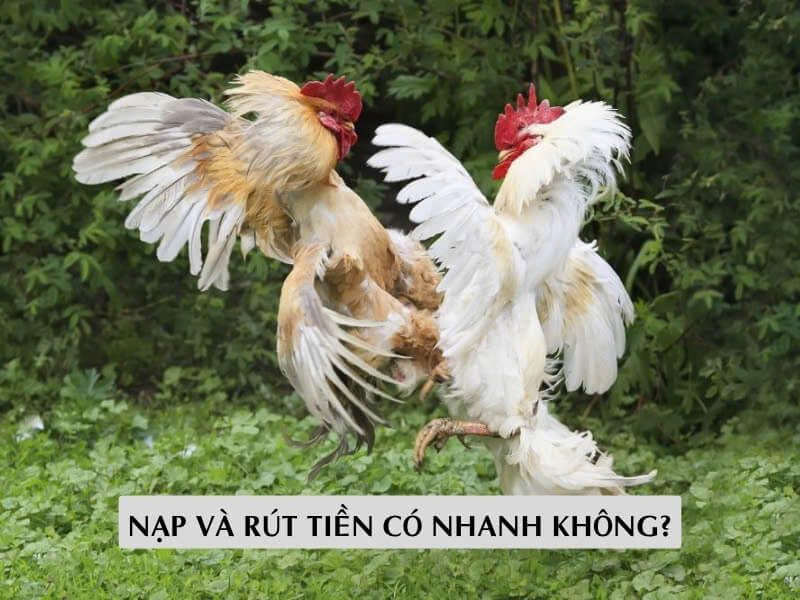 Nạp và rút tiền có nhanh không?