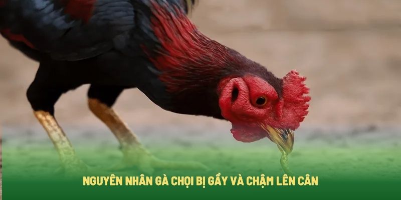 Lý do gà chọi không lên cân
