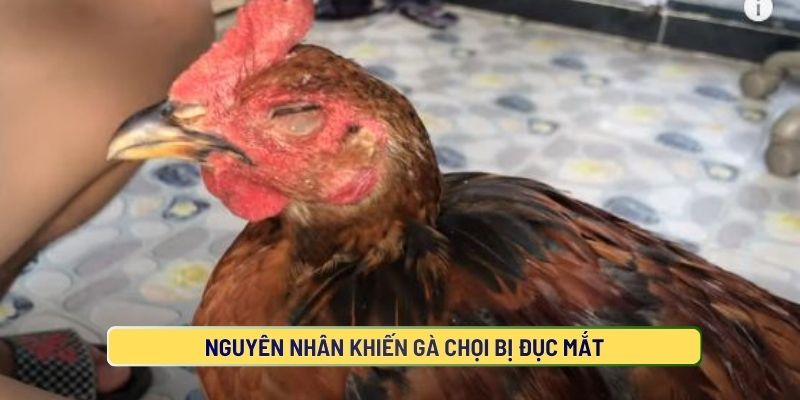 Các nguyên nhân gây nên bệnh đục mắt ở gà chọi