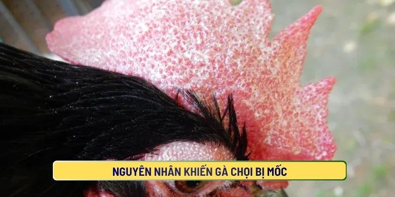 Nguyên Nhân Khiến Gà Chọi Bị Mốc
