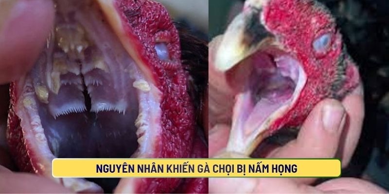 Các nguyên nhân khiến gà chọi bị nấm họng