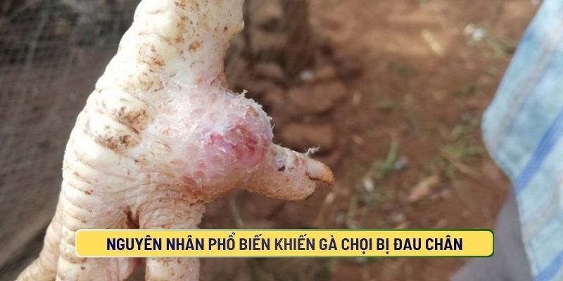 Nguyên Nhân Phổ Biến Khiến Gà Chọi Bị Đau Chân