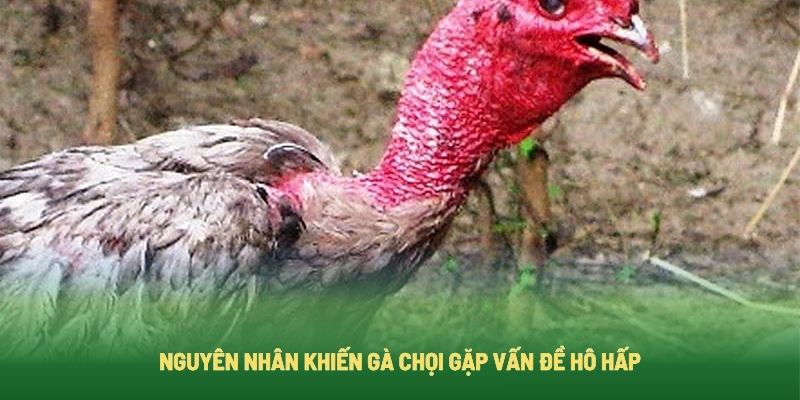 Lý do gà chọi bị khò khè