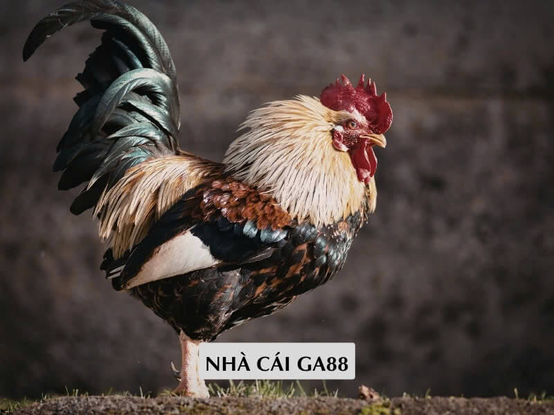Nhà Cái GA88