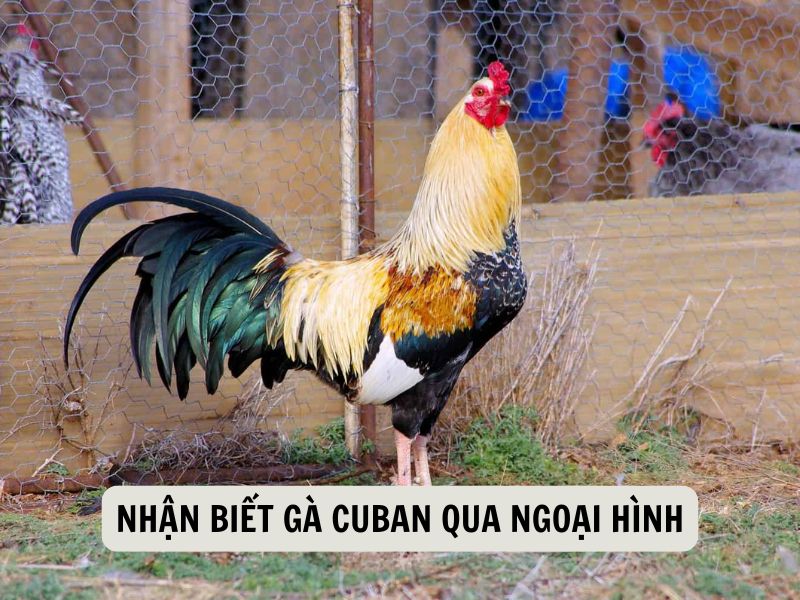 Nhận Biết Gà Cuban Qua Ngoại Hình