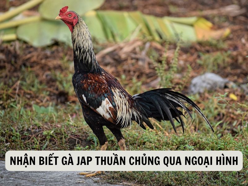 Nhận Biết Gà Jap Thuần Chủng Qua Ngoại Hình