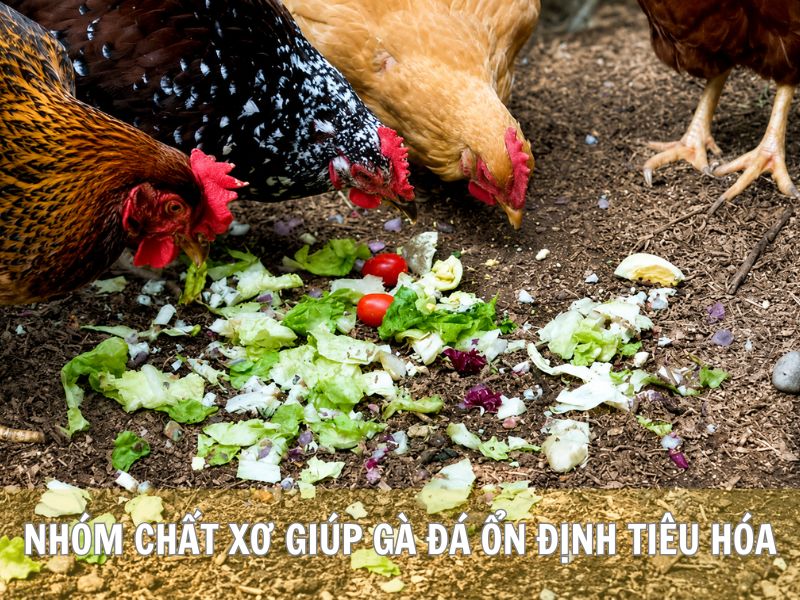 Nhóm Chất Xơ Giúp Gà Đá Ổn Định Tiêu Hóa
