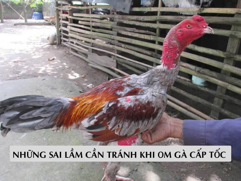 Những Sai Lầm Cần Trxánh Khi Om Gà Cấp Tốc 