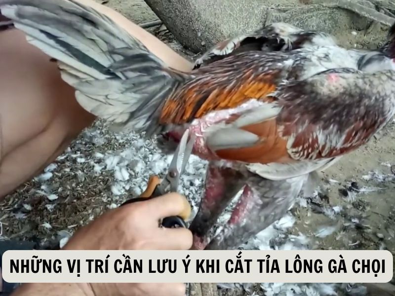 Những Vị Trí Cần Lưu Ý Khi Cắt Tỉa Lông Gà Chọi