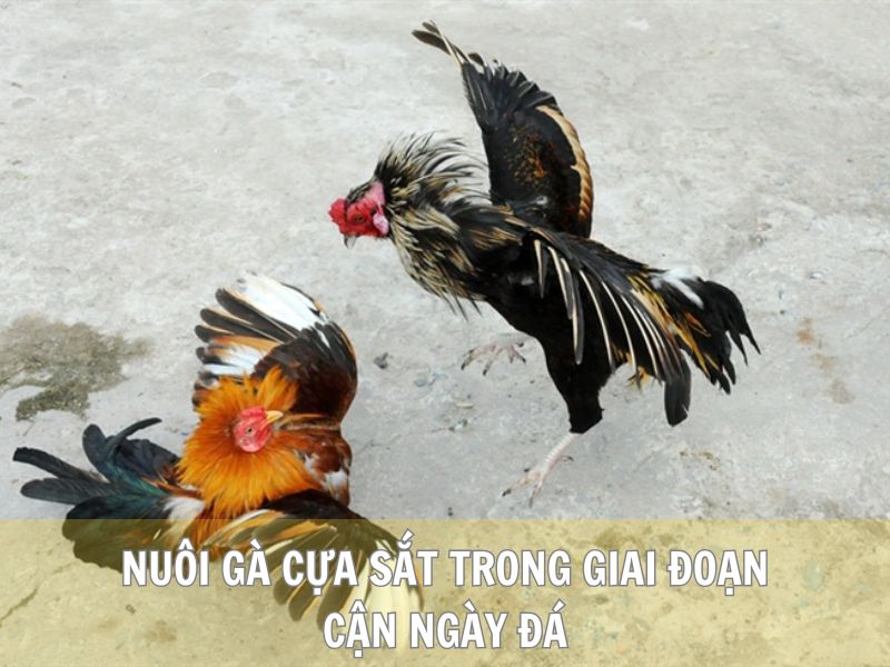 Nuôi Gà Cựa Sắt Trong Giai Đoạn Cận Ngày Đá