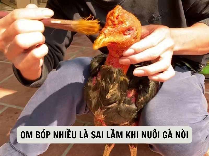 Om Bóp Nhiều Là Sai Lầm Khi Nuôi Gà Nòi