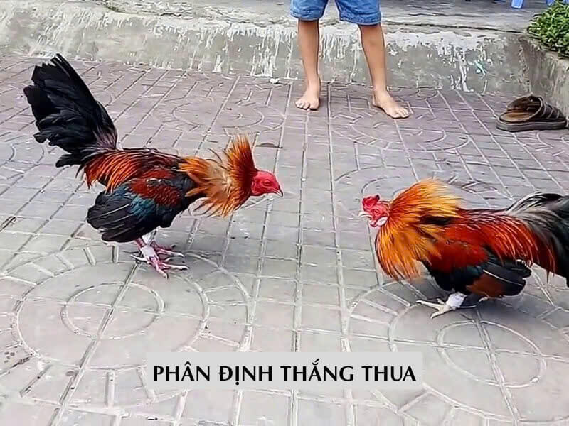 Quy Định Phân Định Thắng Thua Trong Luật Đá Gà Thomo