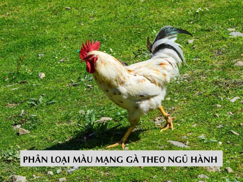 Phân Loại Màu Mạng Gà Theo Ngũ Hành 