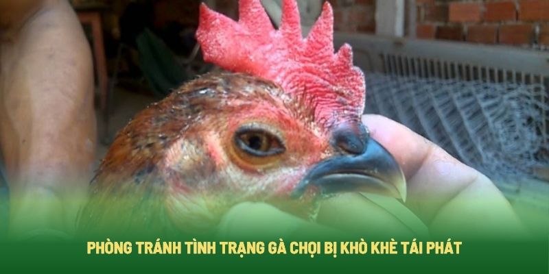 Cách phòng bệnh khò khè cho gà chọi