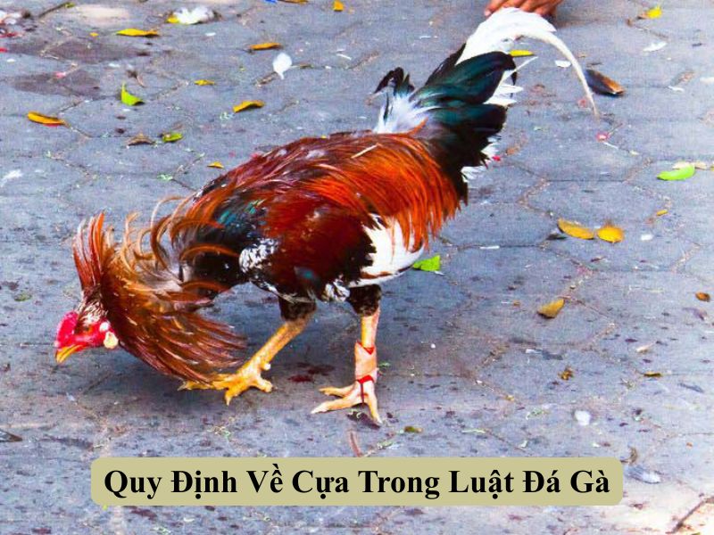Quy Định Về Cựa Trong Luật Đá Gà Miền Bắc