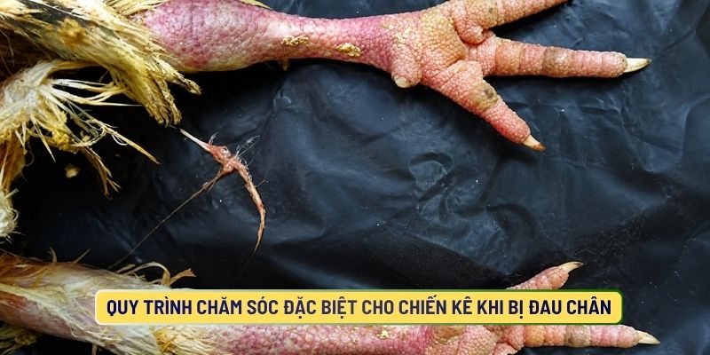 Quy Trình Chăm Sóc Đặc Biệt Cho Chiến Kê Khi Bị Đau Chân