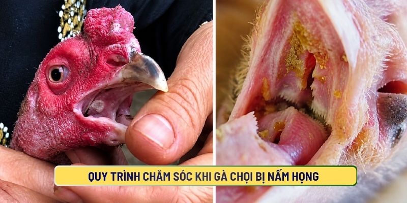 Cách chăm sóc gà chọi bị nấm họng hiệu quà