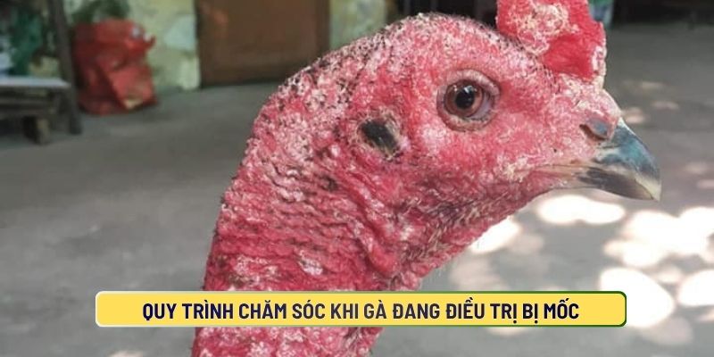 Quy Trình Chăm Sóc Khi Gà Đang Điều Trị Bị Mốc