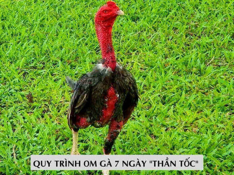 Quy Trình Om Gà 7 Ngày "Thần Tốc" 