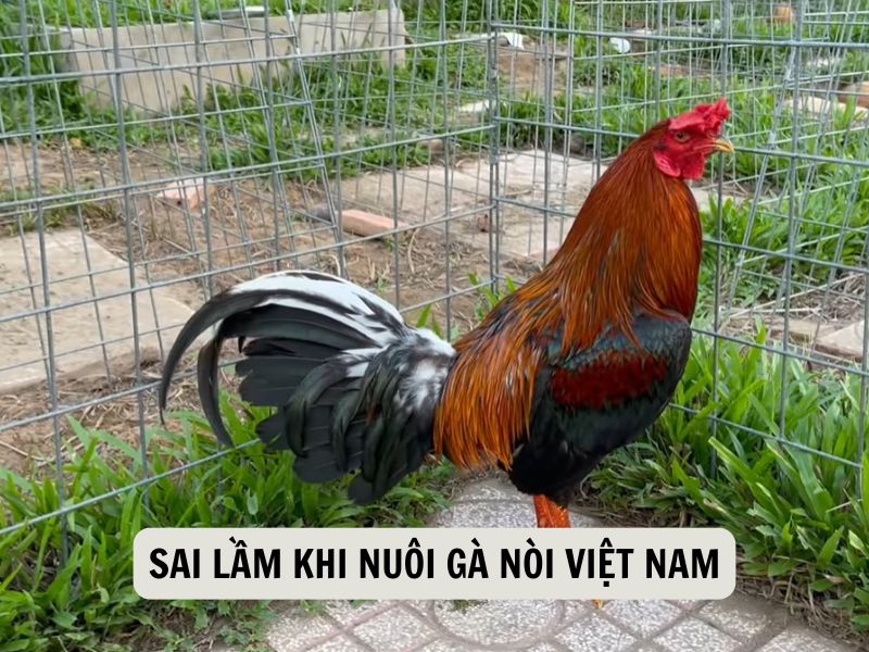 Sai Lầm Khi Nuôi Gà Nòi Việt Nam