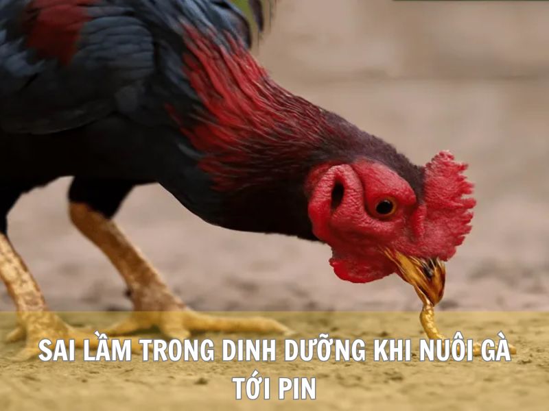 Sai Lầm Trong Dinh Dưỡng Khi Nuôi Gà Tới Pin Sai Lầm Trong Dinh Dưỡng Khi Nuôi Gà Tới Pin