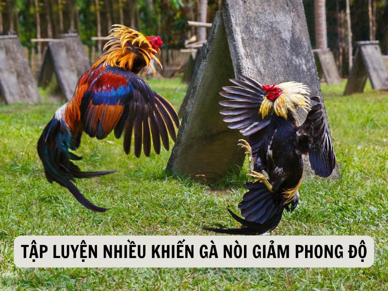 Tập Luyện Nhiều Khiến Gà Nòi Giảm Phong Độ