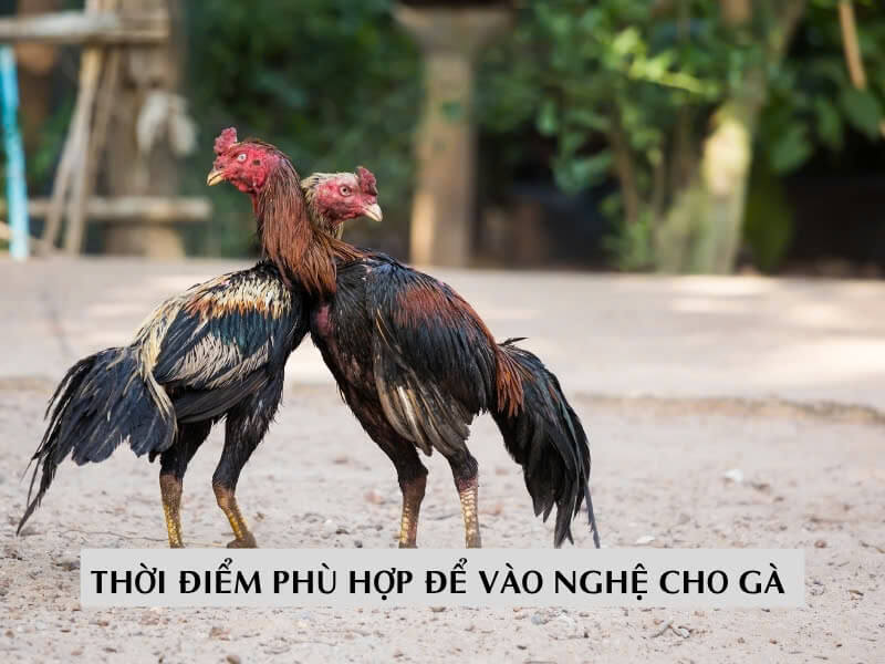 Thời Điểm Phù Hợp Để Vào Nghệ Cho Gà 