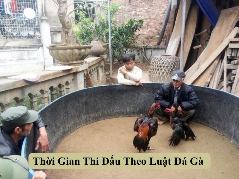 Thời Gian Thi Đấu Theo Luật Đá Gà 
