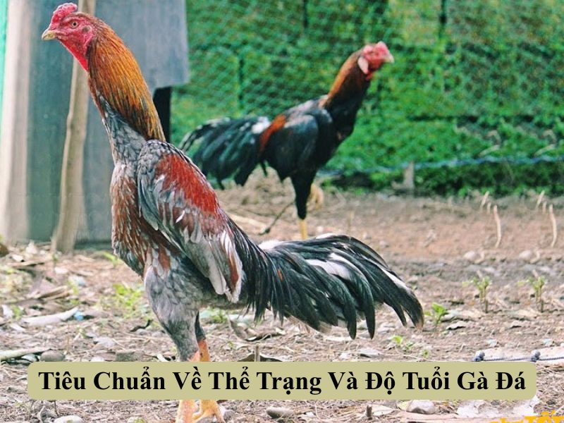 Tiêu Chuẩn Về Thể Trạng Và Độ Tuổi Gà Đá