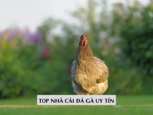 Top Nhà Cái Đá Gà Uy Tín Nhất Năm 2026