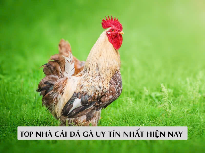 Top Nhà Cái Đá Gà Uy Tín Nhất Hiện Nay 