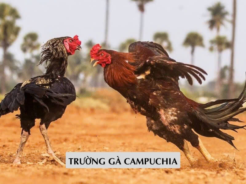 Trường Gà Campuchia – Sôi Động Mỗi Ngày