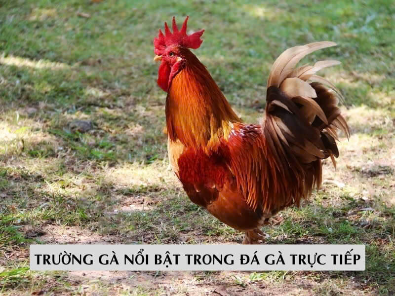 Các Trường Gà Nổi Bật Trong Đá Gà Trực Tiếp 