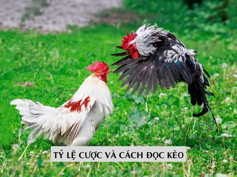 Tỷ Lệ Cược Và Cách Đọc Kèo Trong Đá Gà Trực Tiếp Thomo C1 C2 C3